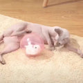 Simulated Hamster Rabbit Electric Rolling Ball Cat Toy